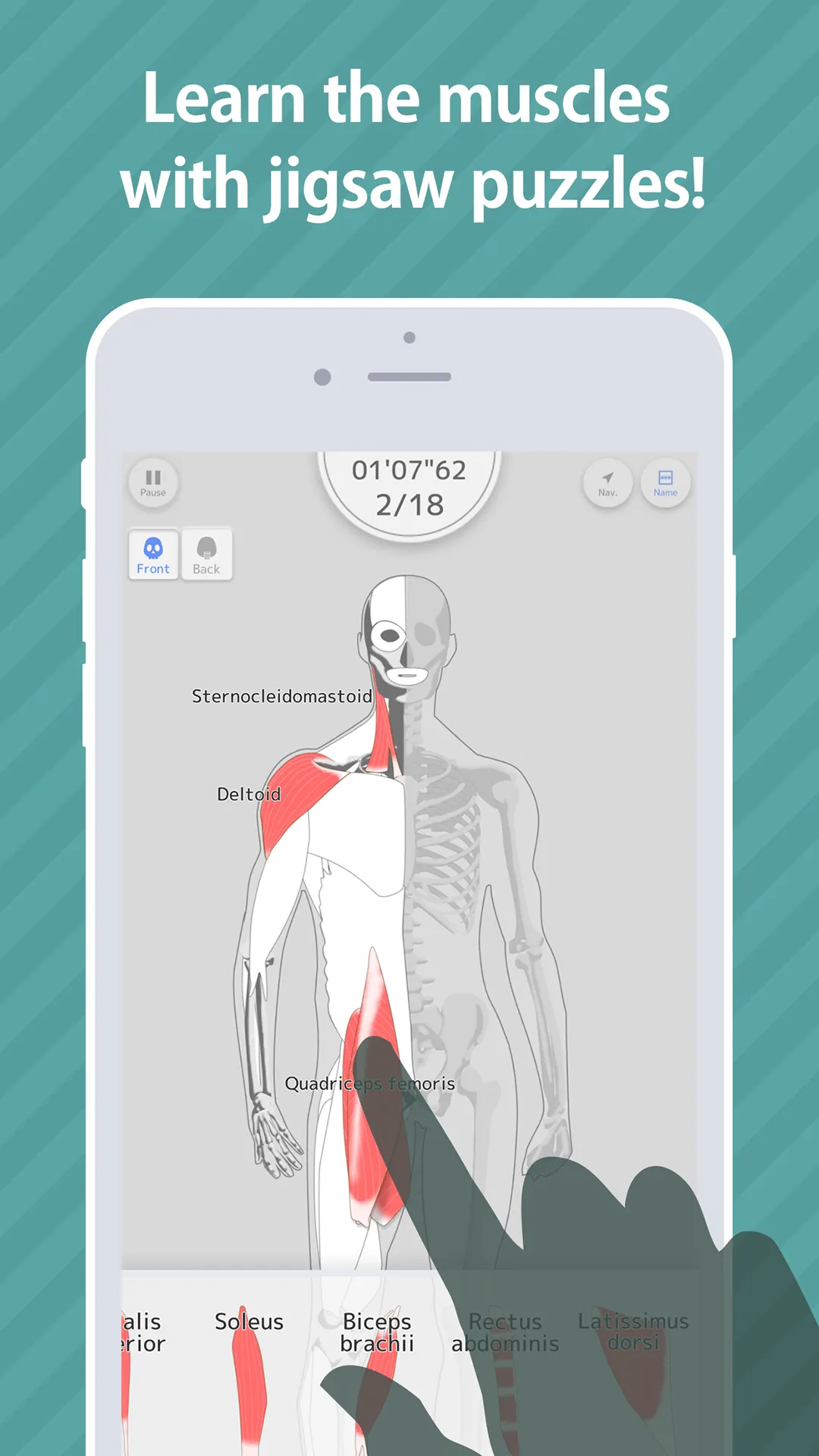 E. Learning Muscles Puzzle | Indus Appstore | Screenshot