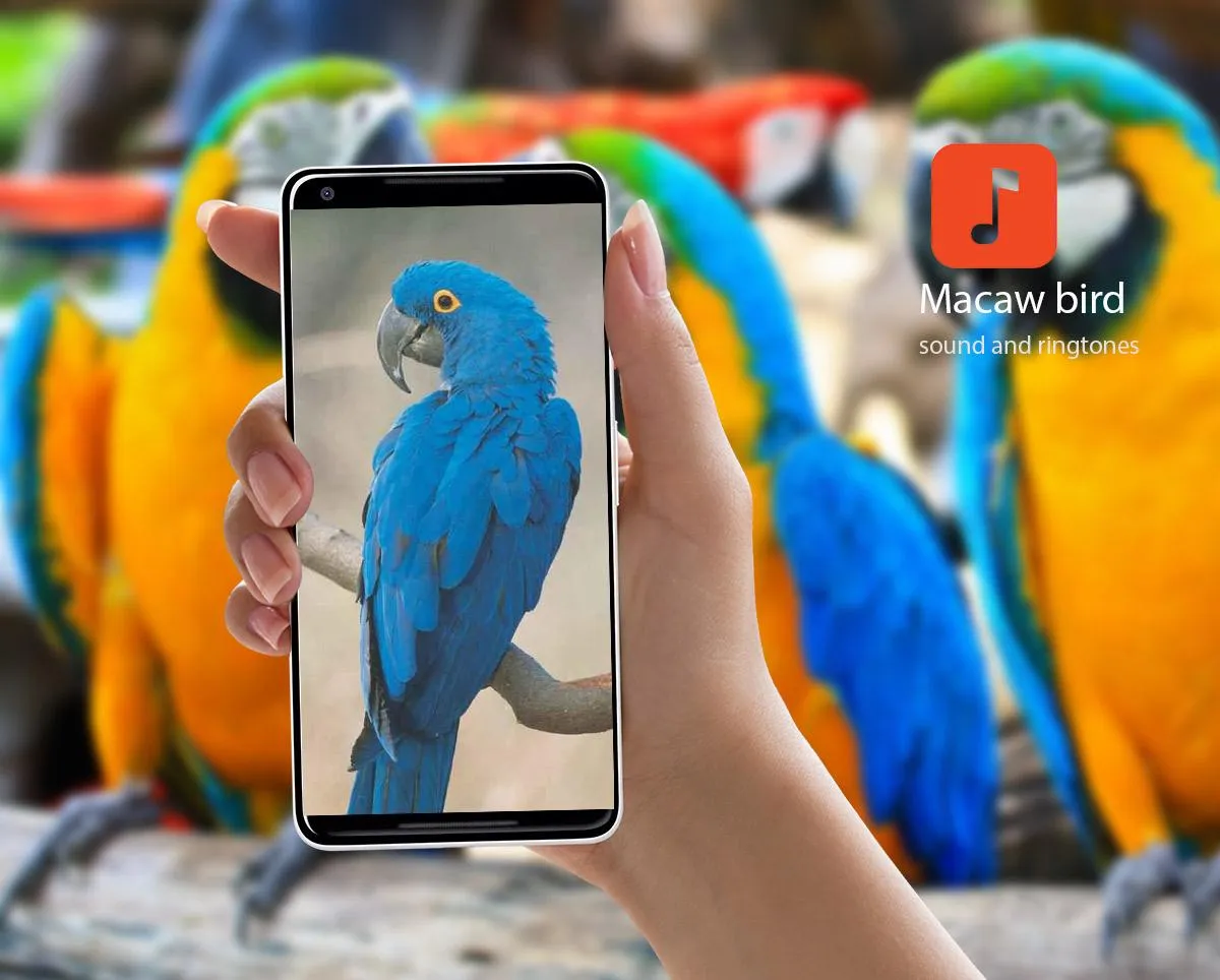 Macaw Sounds | Indus Appstore | Screenshot