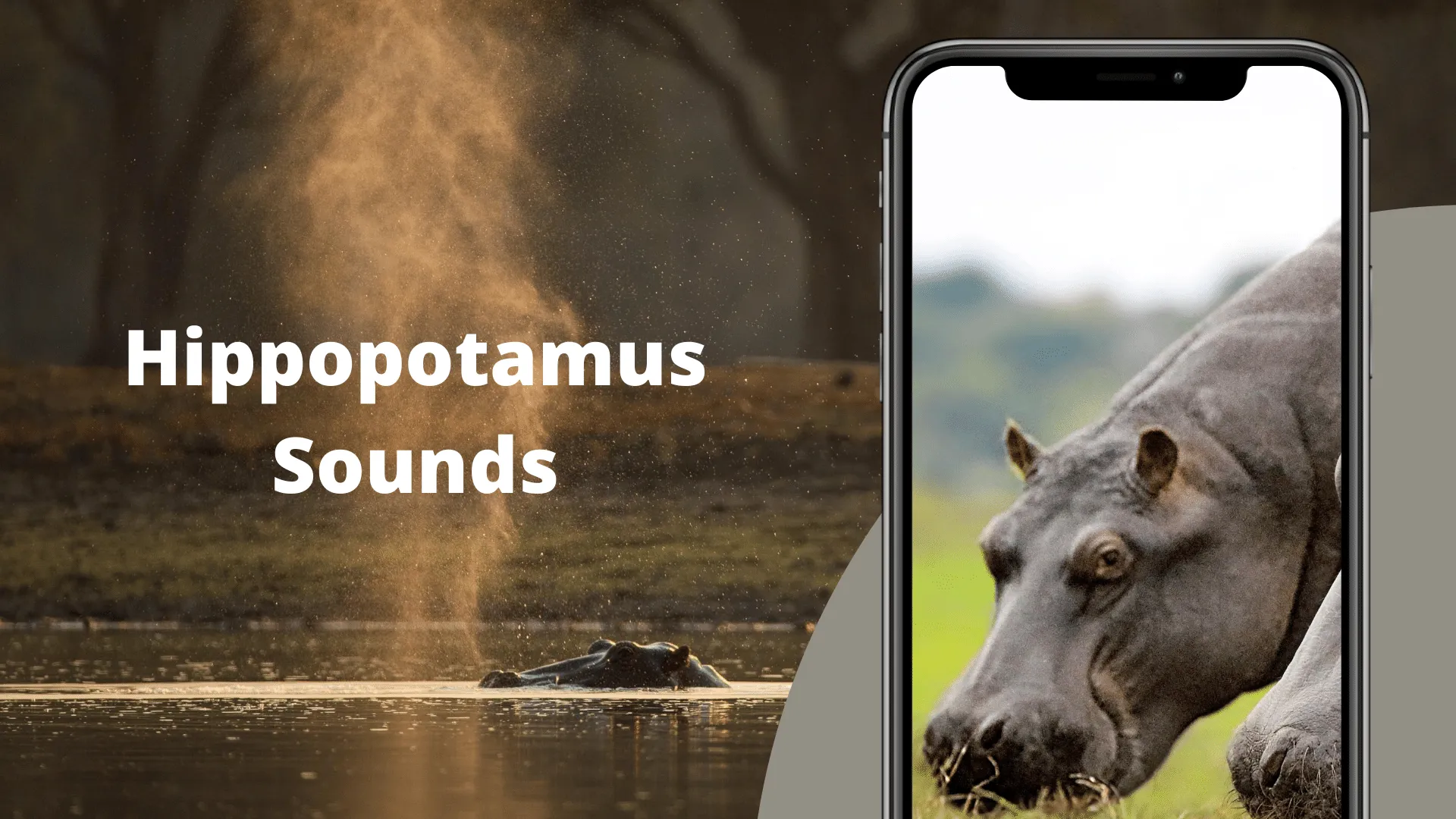 Hippopotamus Sounds | Indus Appstore | Screenshot