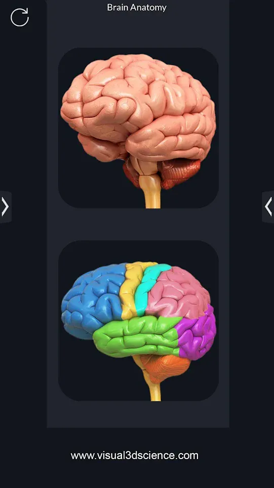 Brain Anatomy Pro. | Indus Appstore | Screenshot