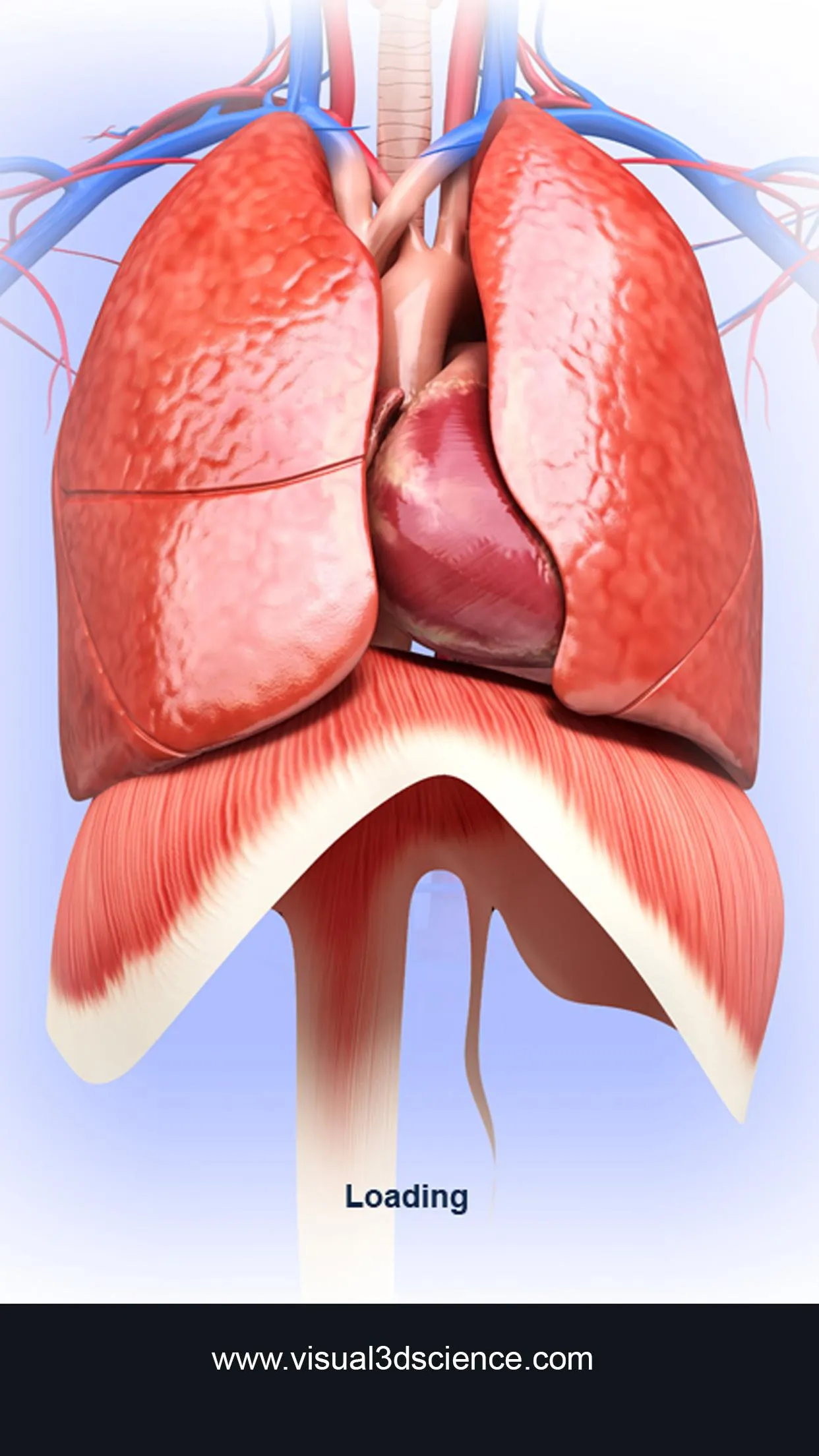 Respiratory System Anatomy | Indus Appstore | Screenshot