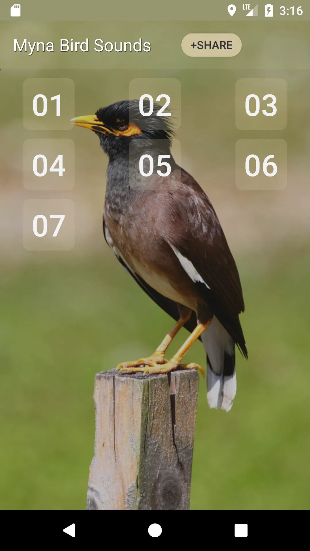 Myna Bird Sound Ringtones | Indus Appstore | Screenshot