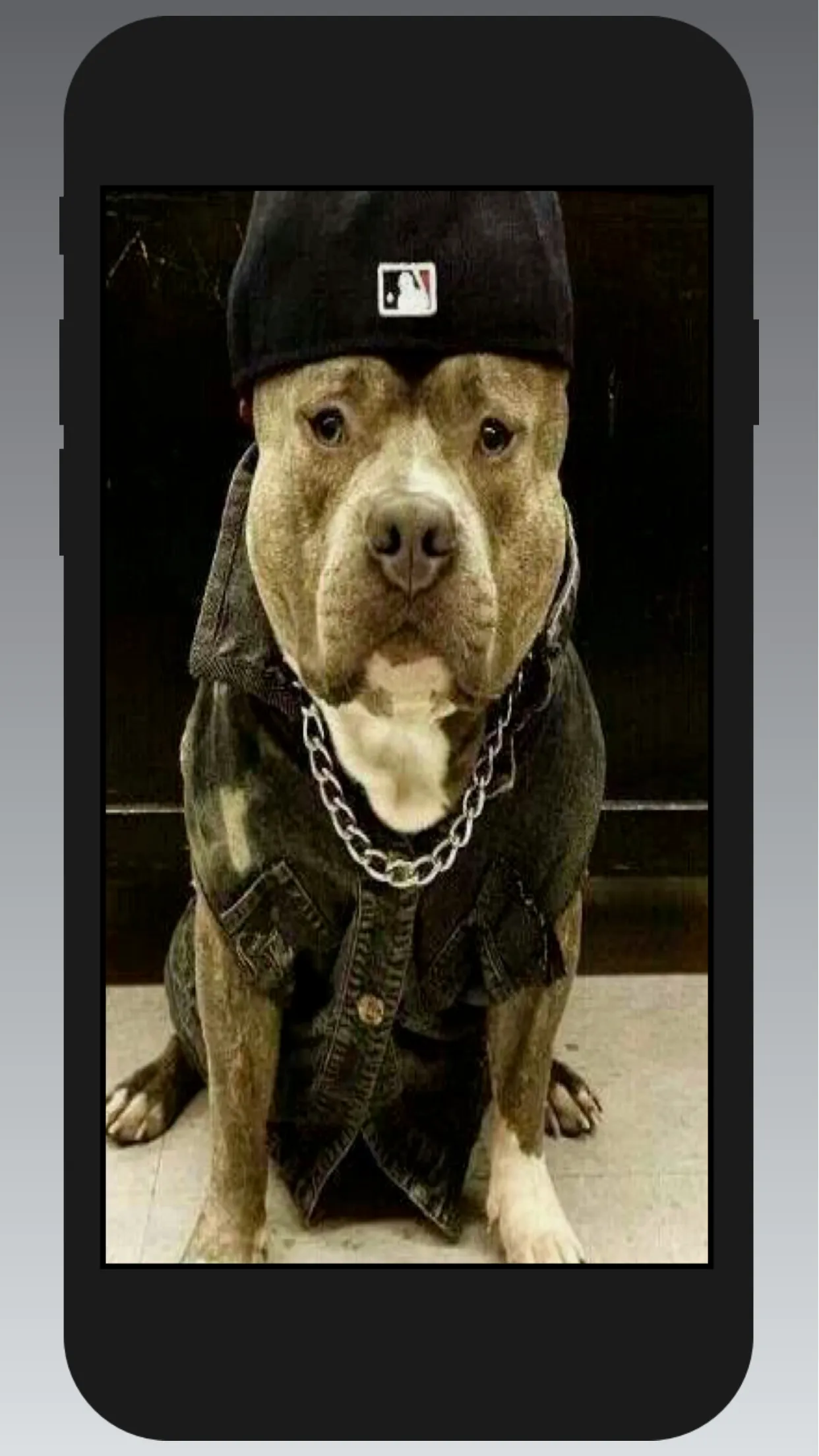 Pitbull Wallpapers | Indus Appstore | Screenshot