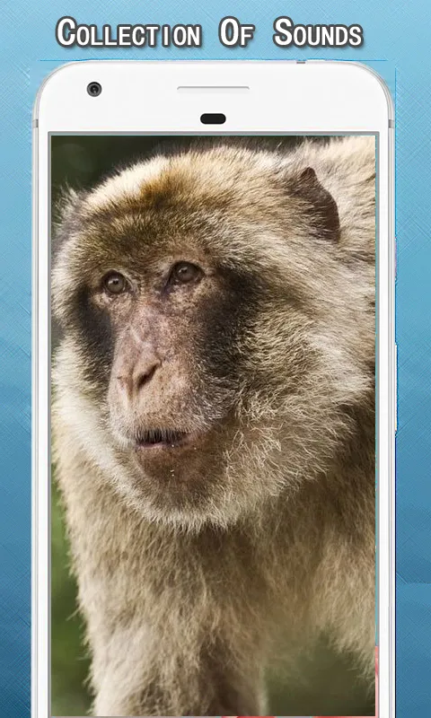 Monkey Sounds Ringtone | Indus Appstore | Screenshot