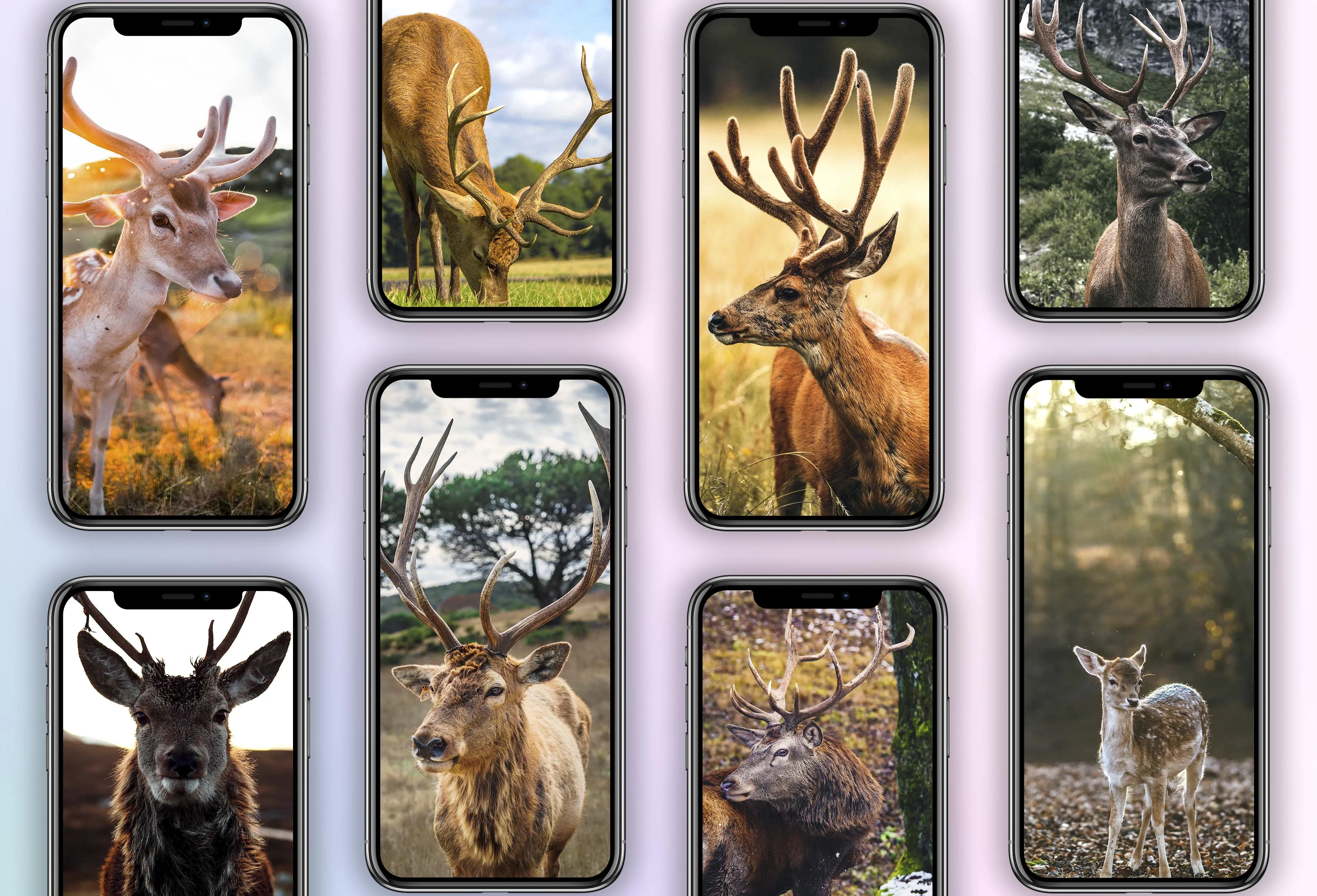 Deer Wallpapers | Indus Appstore | Screenshot