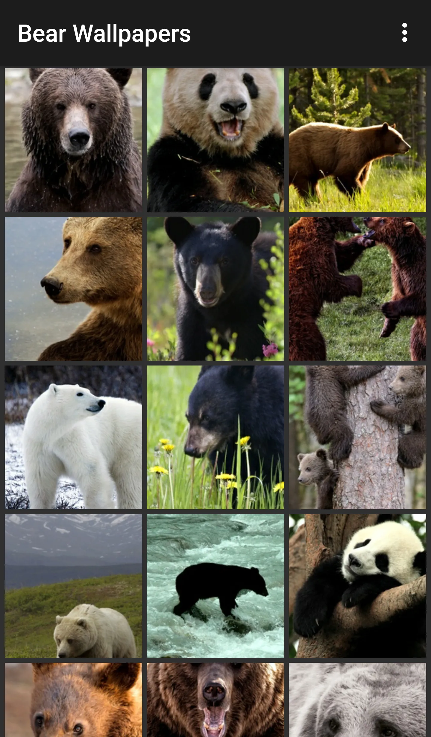 Bear Wallpapers | Indus Appstore | Screenshot