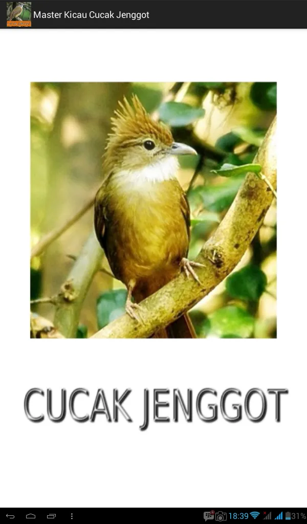 Master Kicau Cucak Jenggot | Indus Appstore | Screenshot