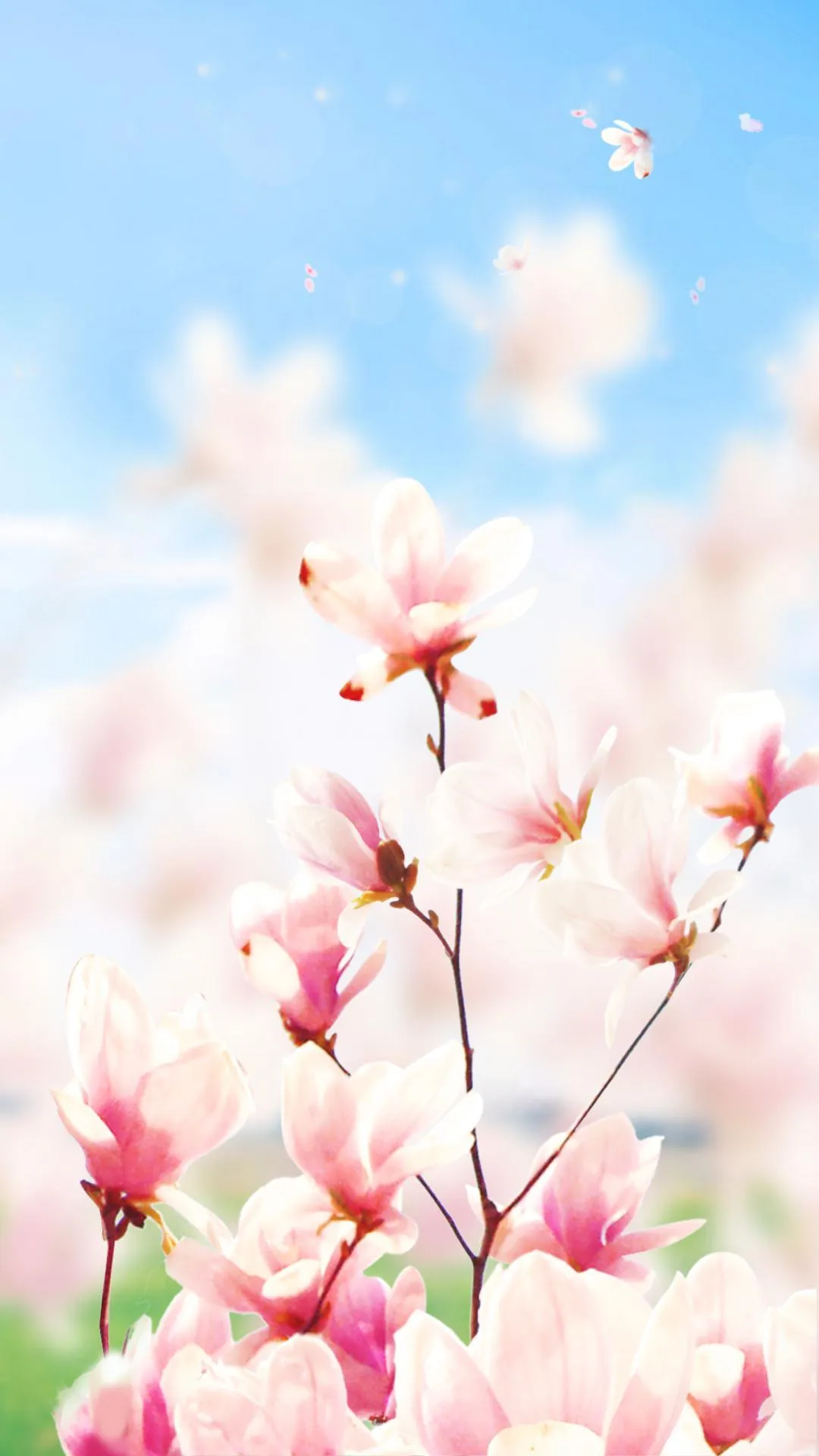 Magnolia Flower Live Wallpaper | Indus Appstore | Screenshot