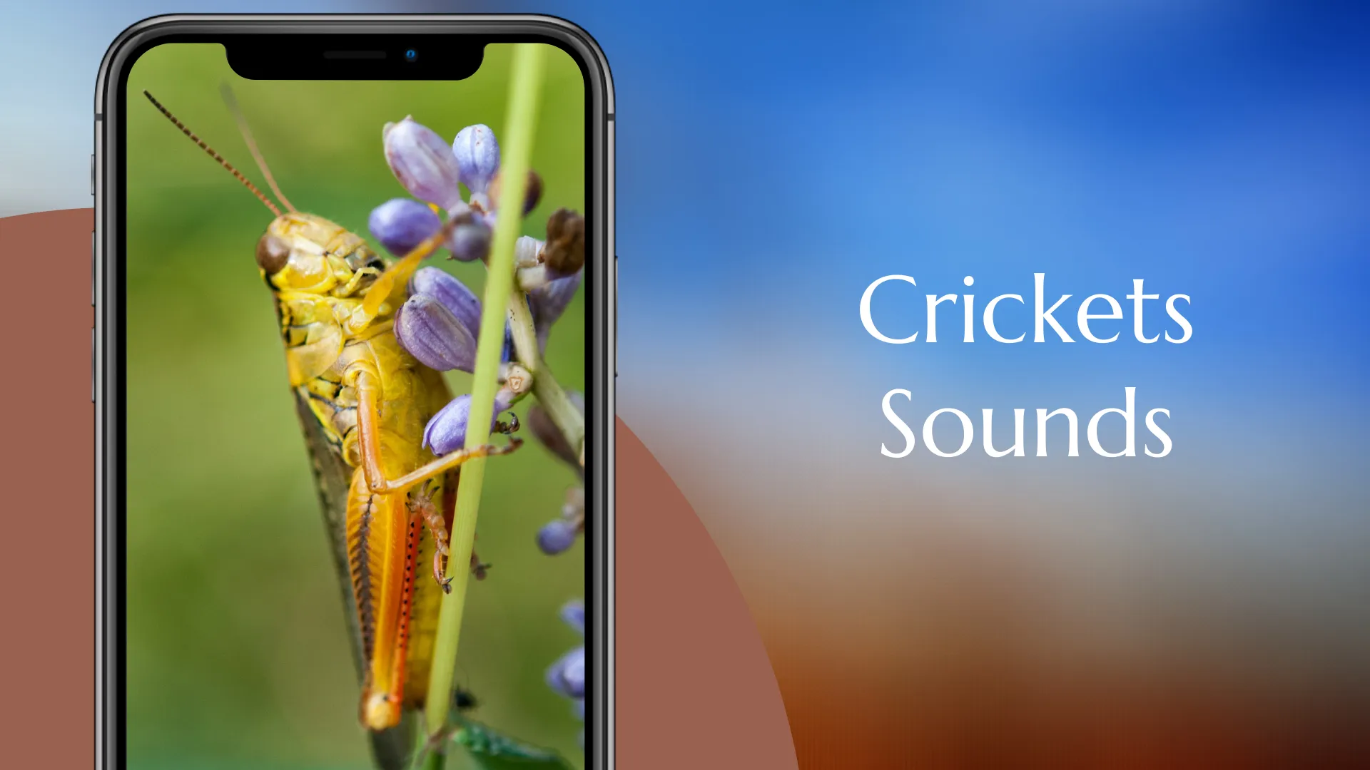 Crickets Sounds | Indus Appstore | Screenshot