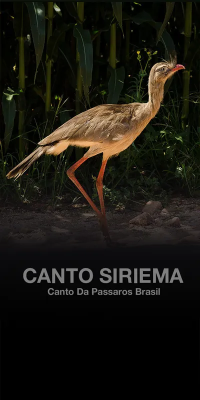 Cantos Seriema Brasileiros | Indus Appstore | Screenshot