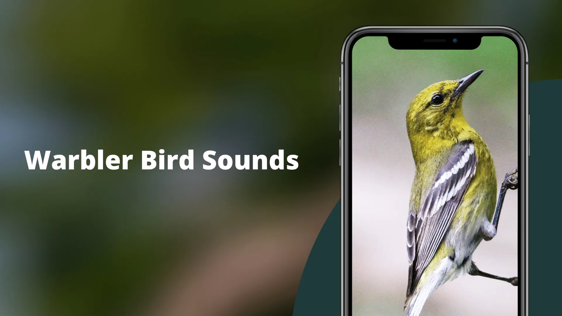 Warbler Bird Sounds | Indus Appstore | Screenshot