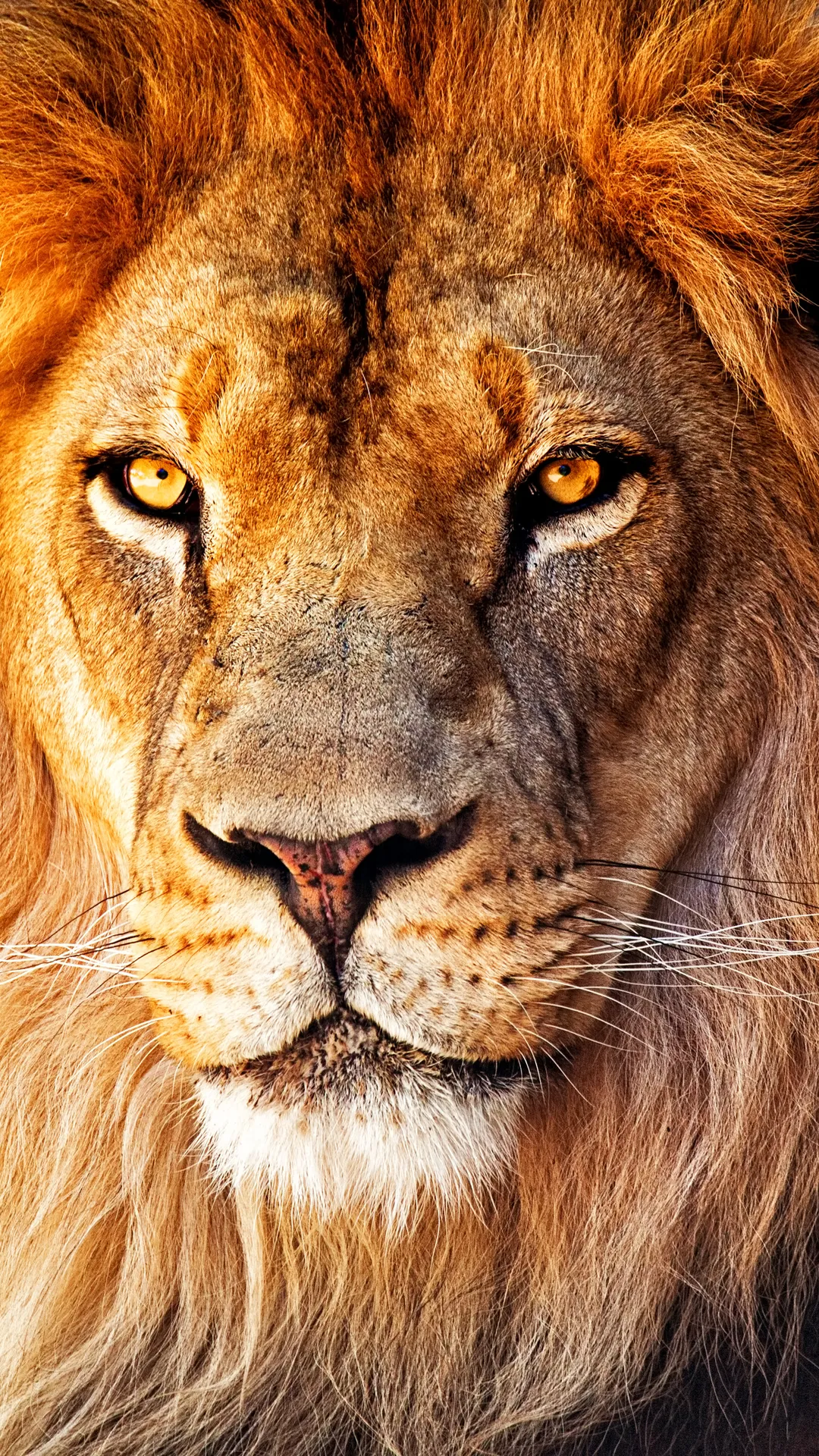 Lion Wallpapers HD | Indus Appstore | Screenshot