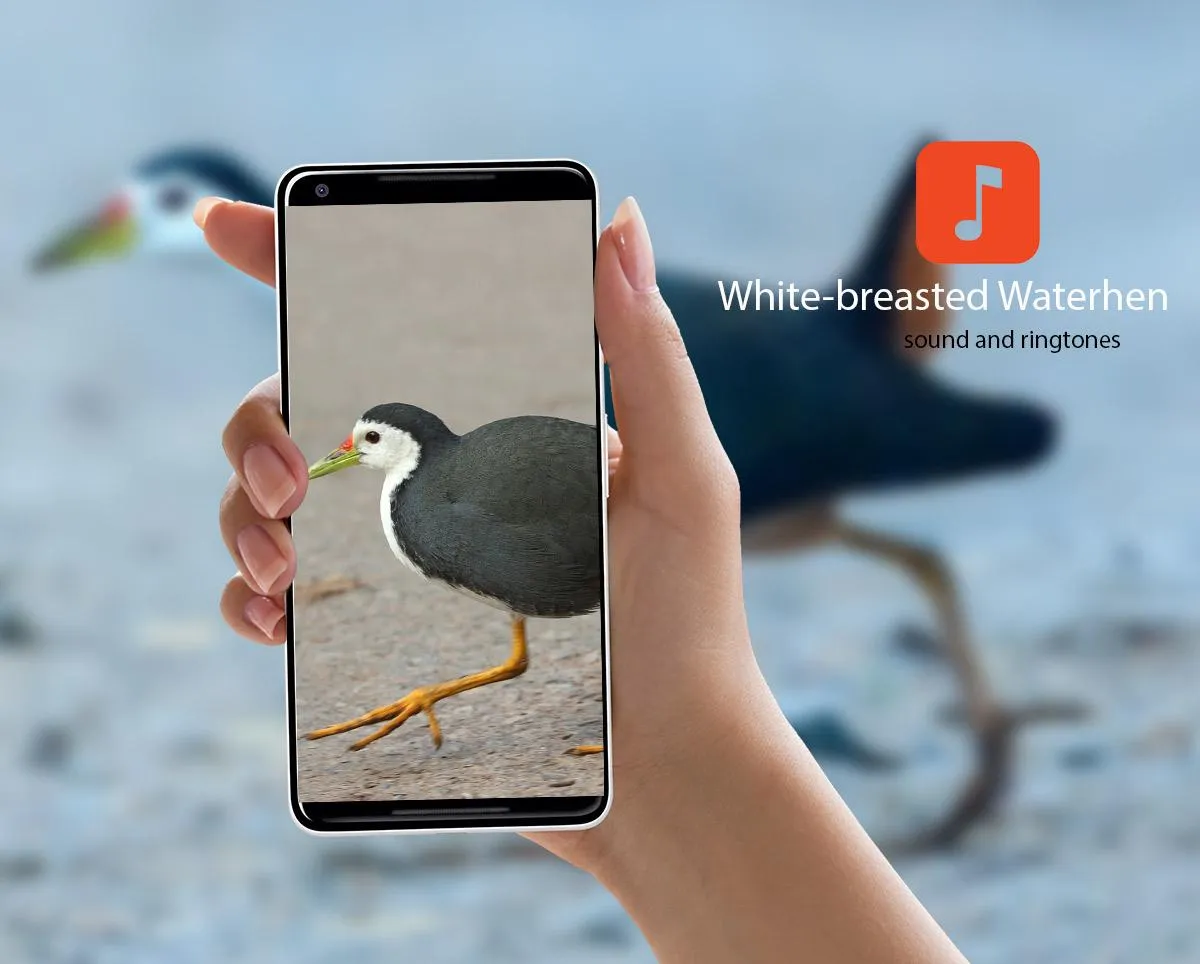 White-breasted Waterhen Sounds | Indus Appstore | Screenshot