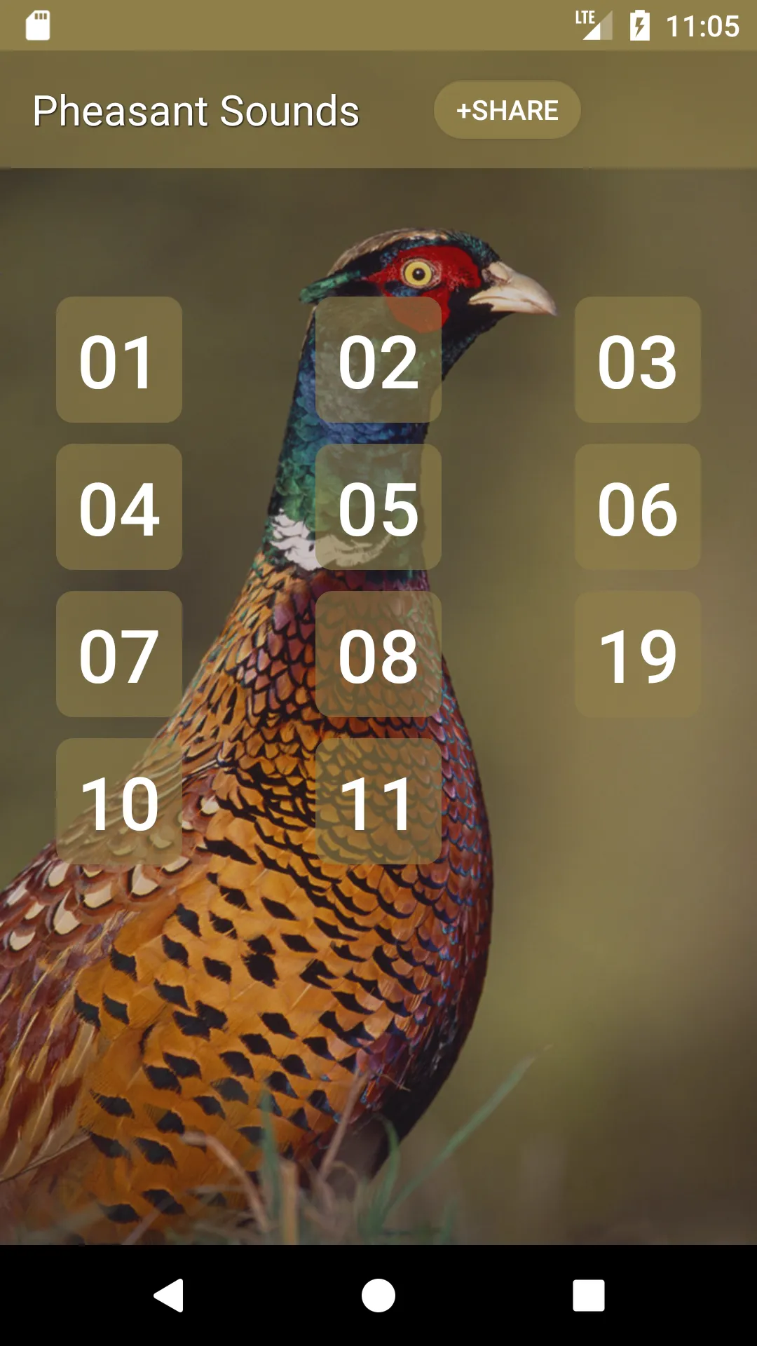 Pheasant bird sounds | Indus Appstore | Screenshot