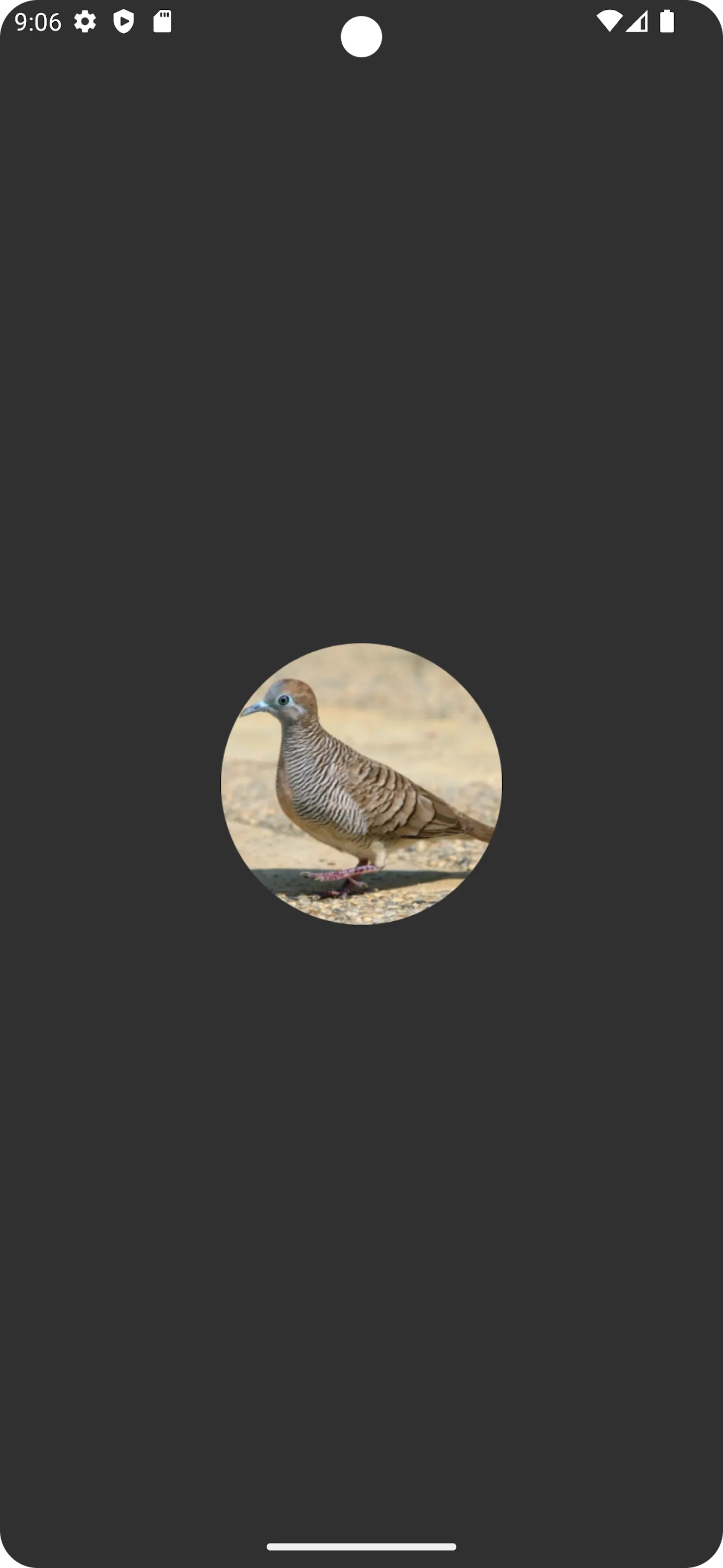 Zebra dove Sound | Indus Appstore | Screenshot