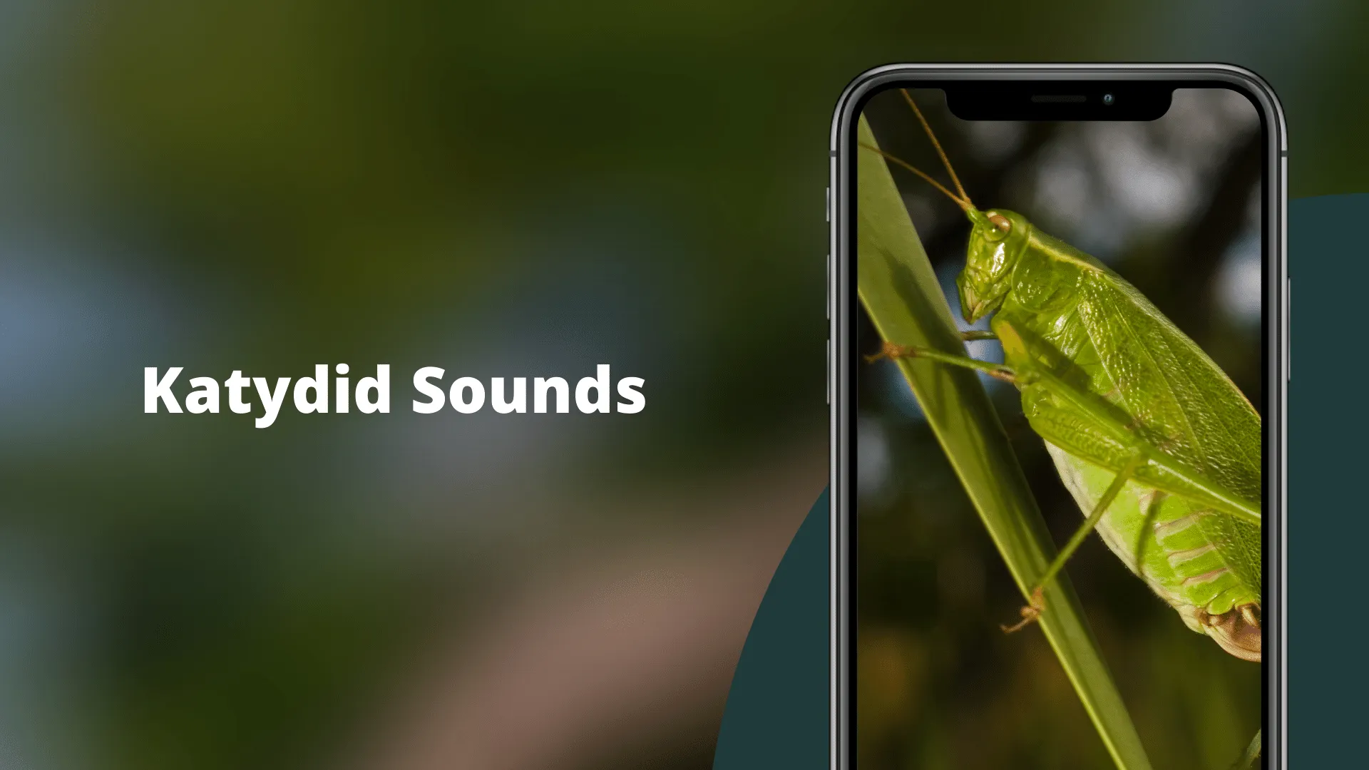 Katydid Sounds | Indus Appstore | Screenshot