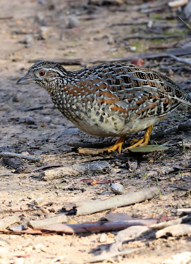 Barred buttonquail Sounds | Indus Appstore | Screenshot