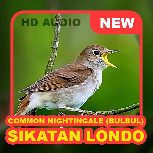 Kicau Burung: Sikatan Londo | Indus Appstore | Screenshot