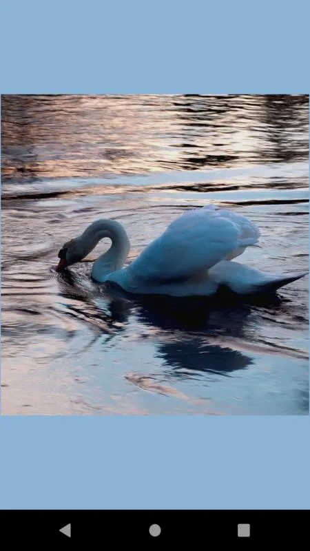 Swan water bird wallpaper | Indus Appstore | Screenshot