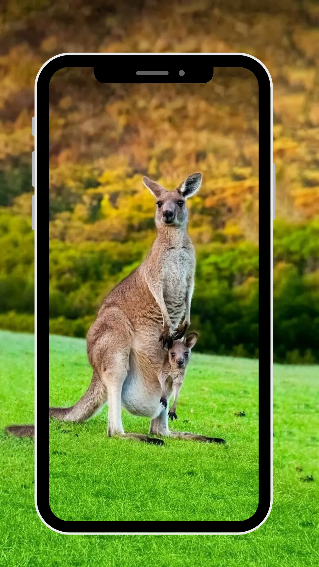 Wallpaper Kangaroo | Indus Appstore | Screenshot