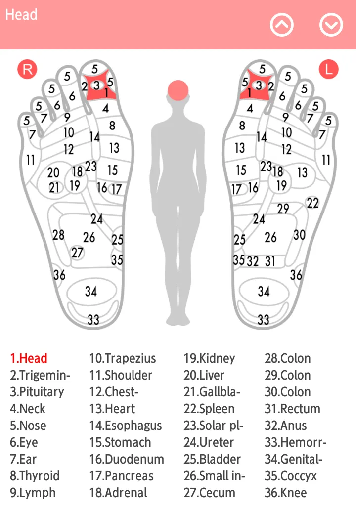 Reflexology chart | Indus Appstore | Screenshot