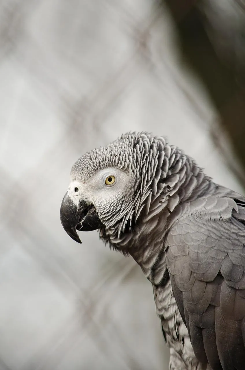 African Grey Parrot Sounds | Indus Appstore | Screenshot