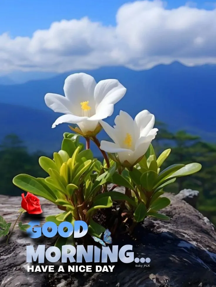 Good Morning Images 2024 | Indus Appstore | Screenshot