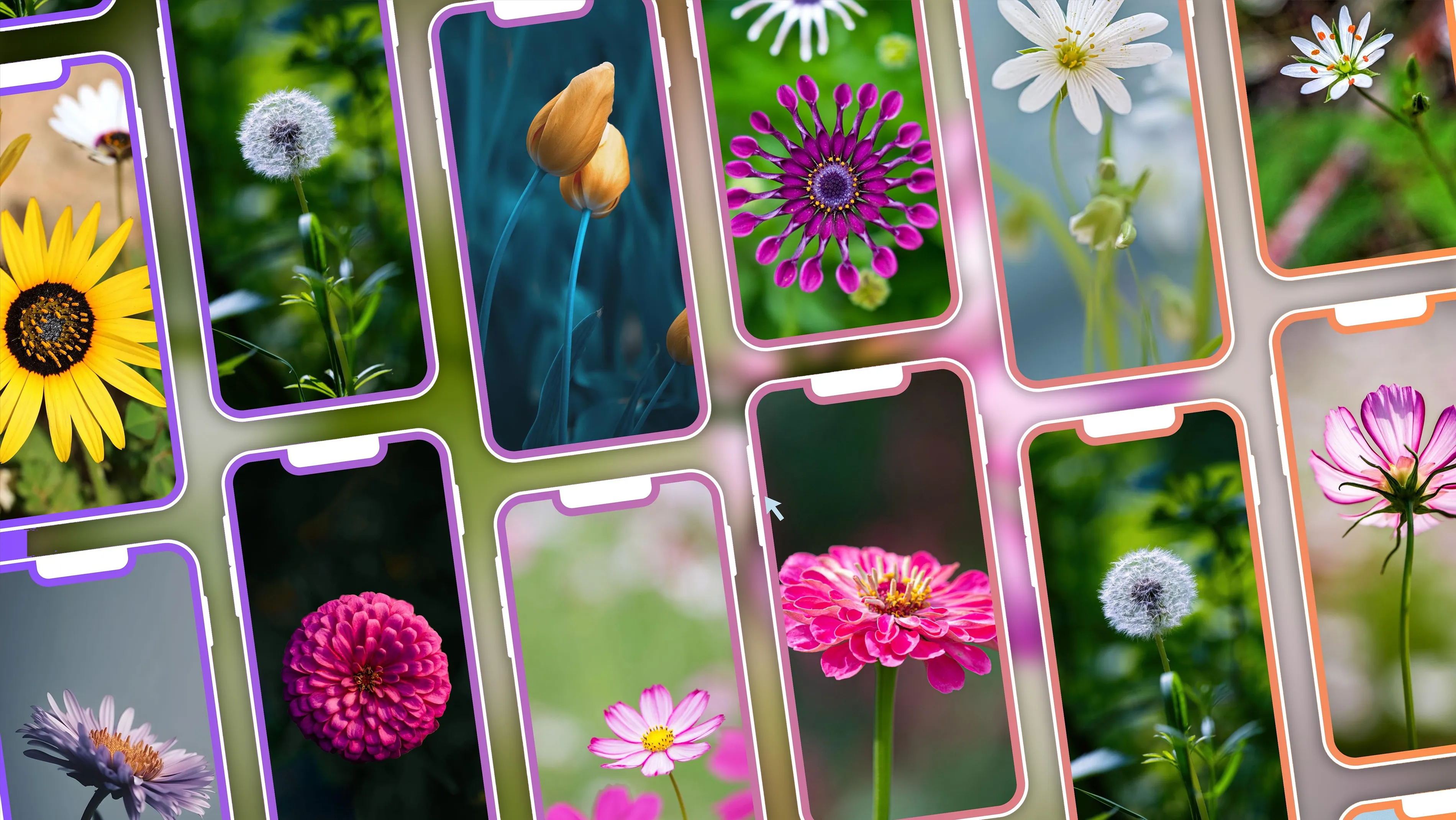 Cool Flower Wallpapers 4K | HD | Indus Appstore | Screenshot