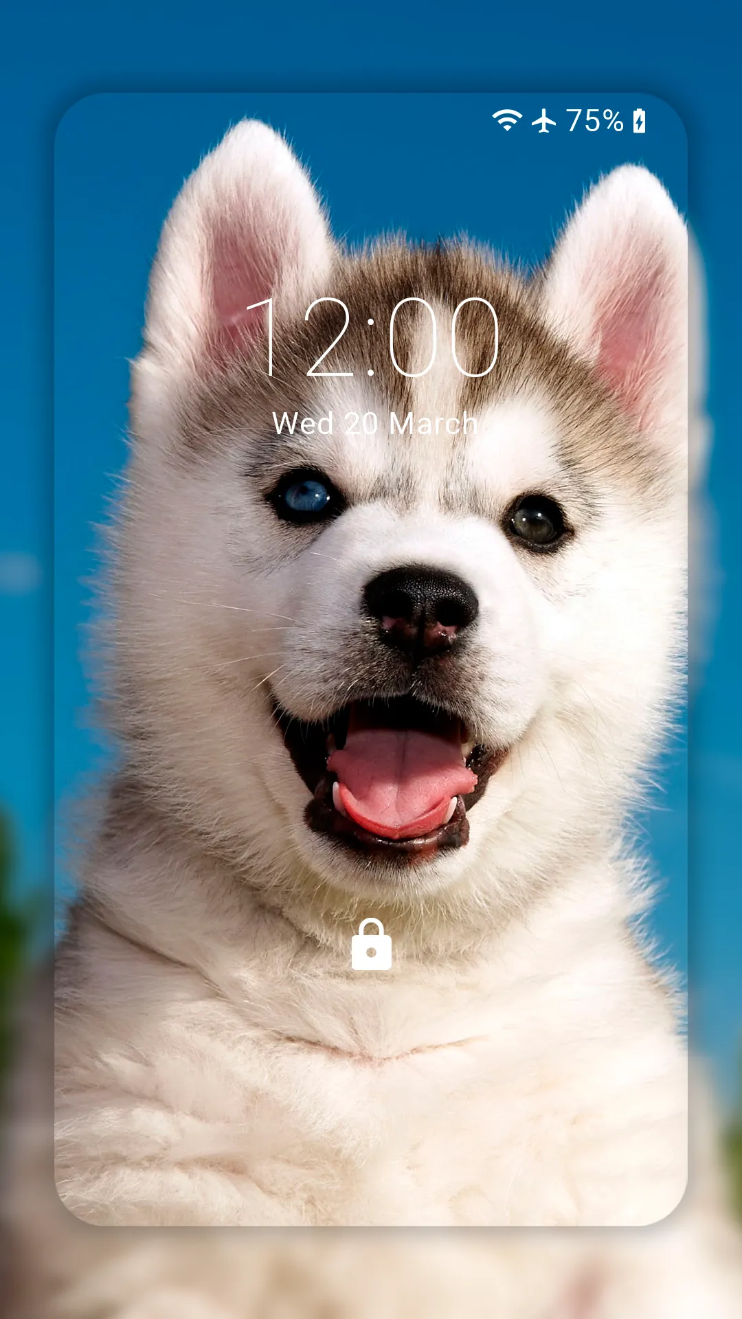 Husky dog Wallpaper HD Themes | Indus Appstore | Screenshot