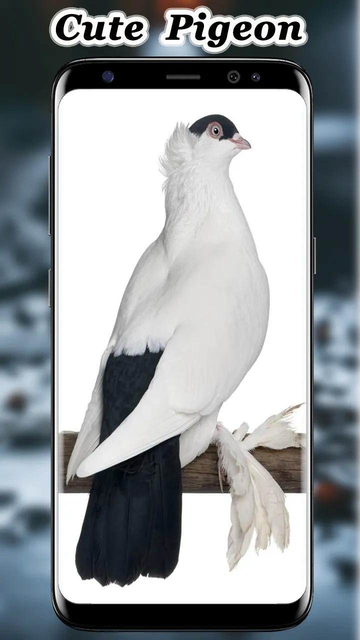 Cute Pigeon wallpaper | Indus Appstore | Screenshot