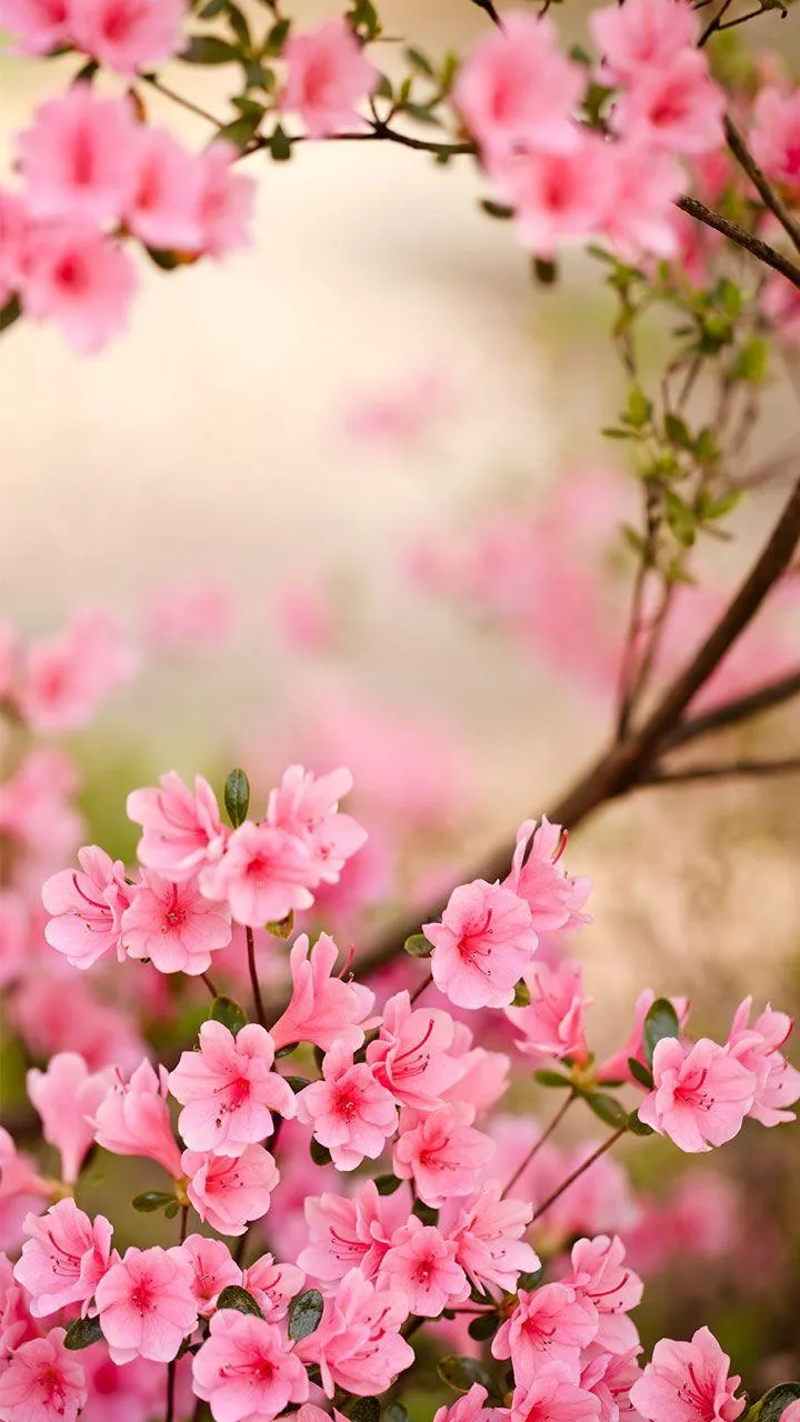 Spring Flowers Live Wallpaper | Indus Appstore | Screenshot