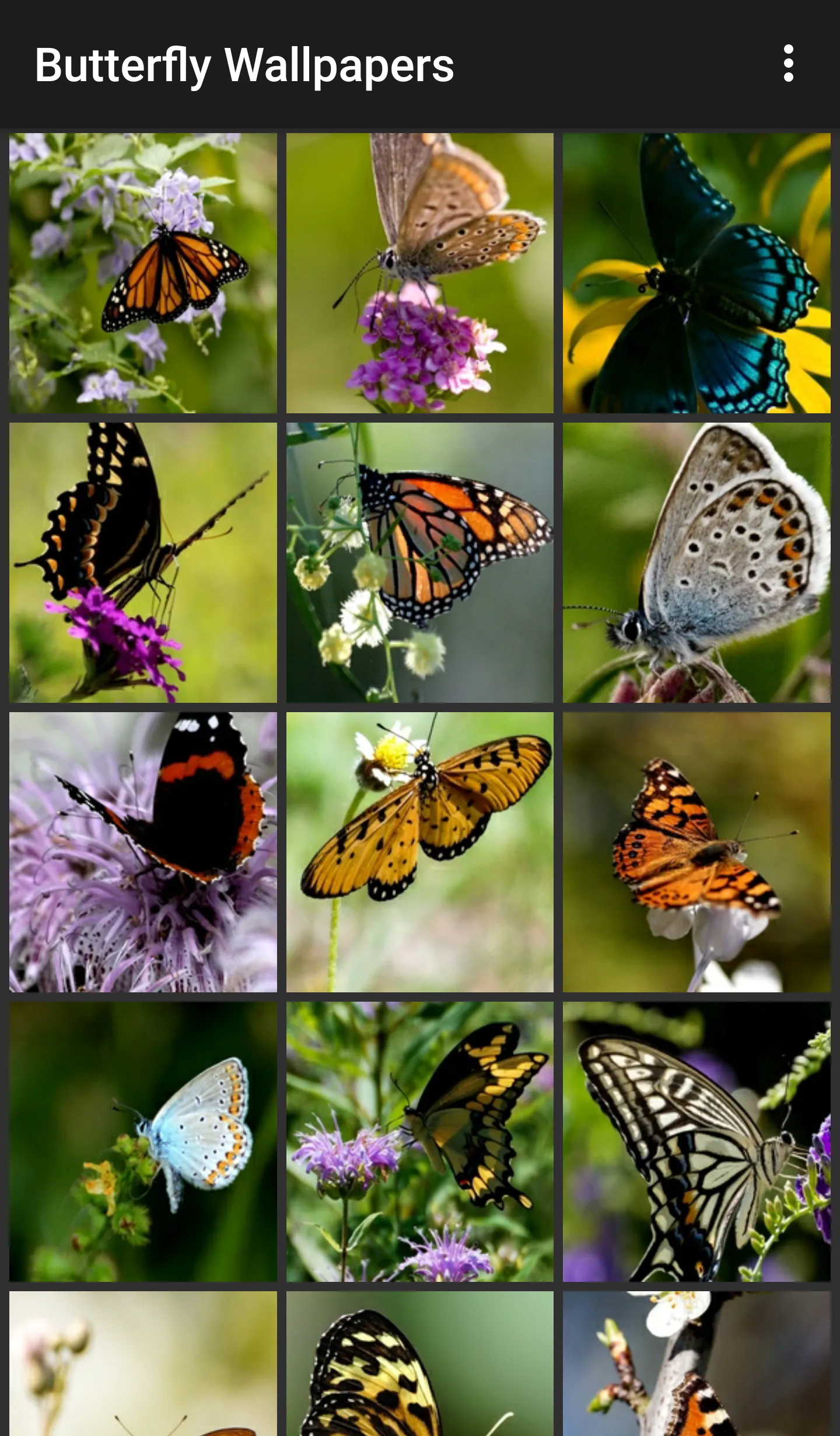 Butterfly Wallpapers | Indus Appstore | Screenshot