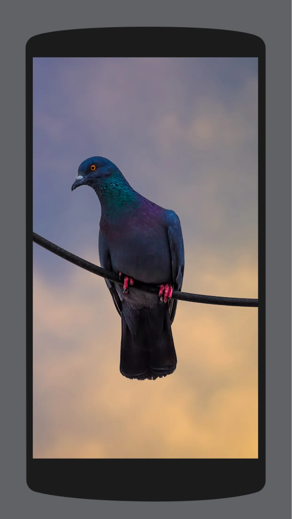 Pigeon Wallpaper HD 4K | Indus Appstore | Screenshot