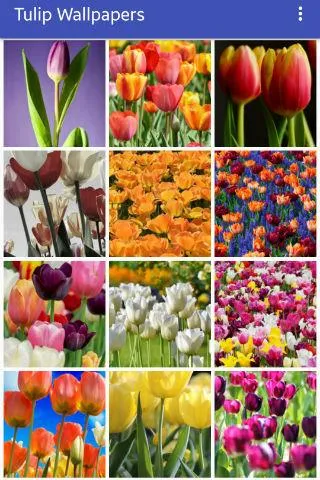 Tulip Wallpapers | Indus Appstore | Screenshot