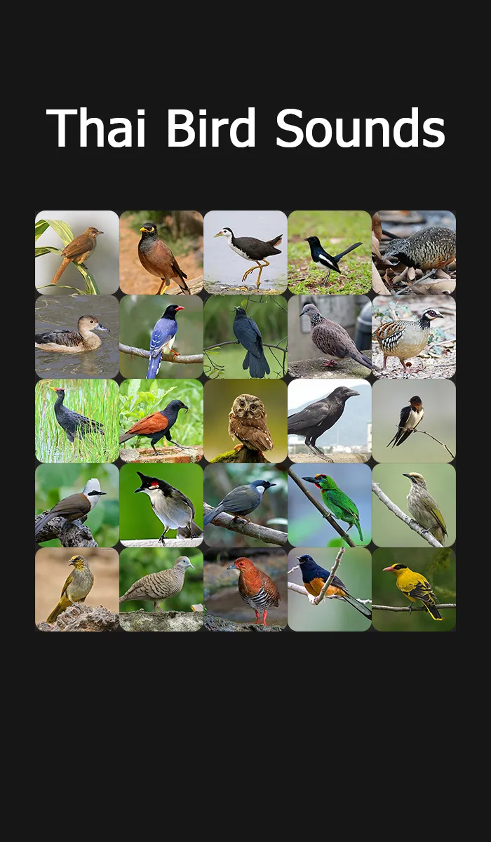 Thai Bird Sounds | Indus Appstore | Screenshot