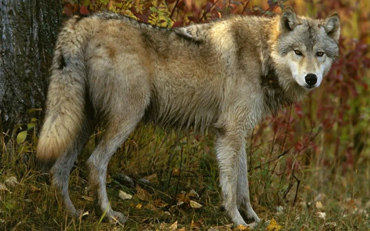 Wolf Jigsaw Puzzles | Indus Appstore | Screenshot