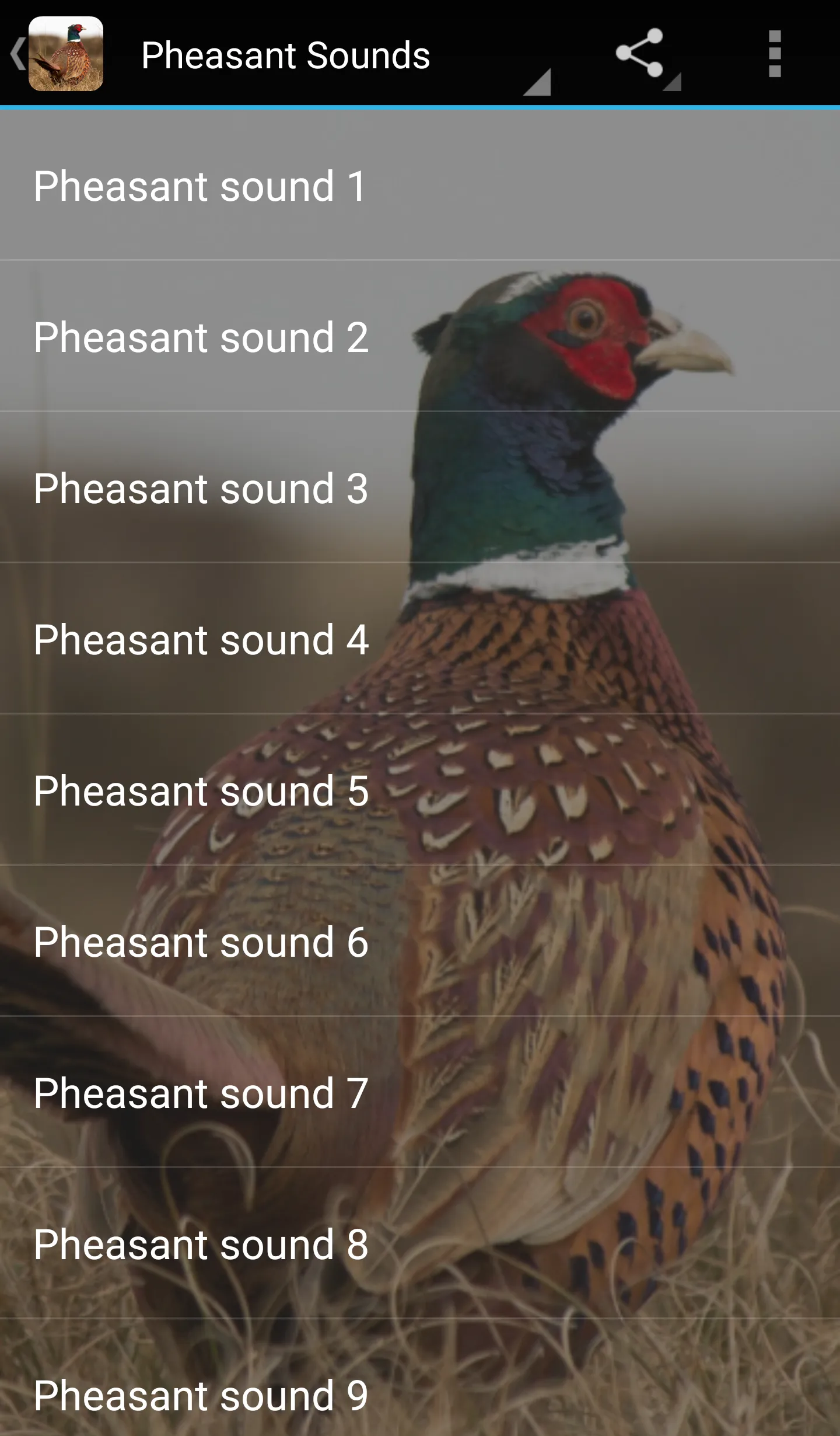 Pheasant Sounds | Indus Appstore | Screenshot