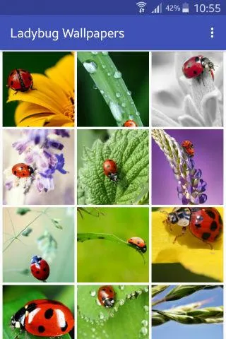 Ladybug Wallpapers | Indus Appstore | Screenshot