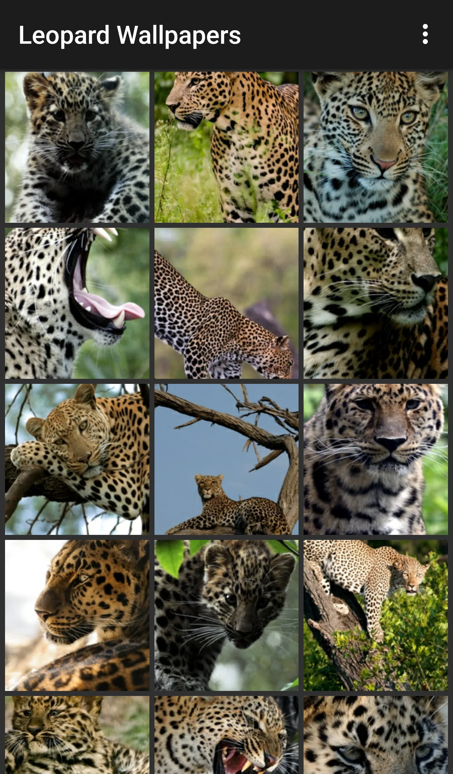 Leopard Wallpapers | Indus Appstore | Screenshot