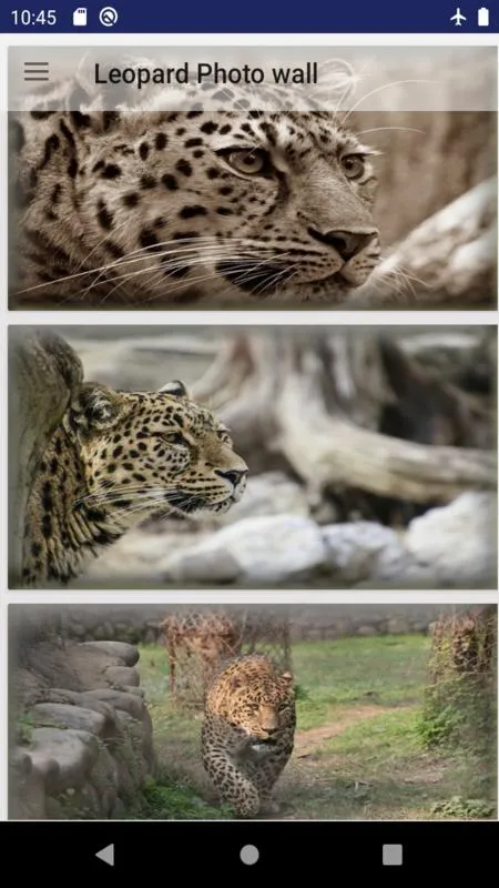 Leopard wallpaper: panther | Indus Appstore | Screenshot