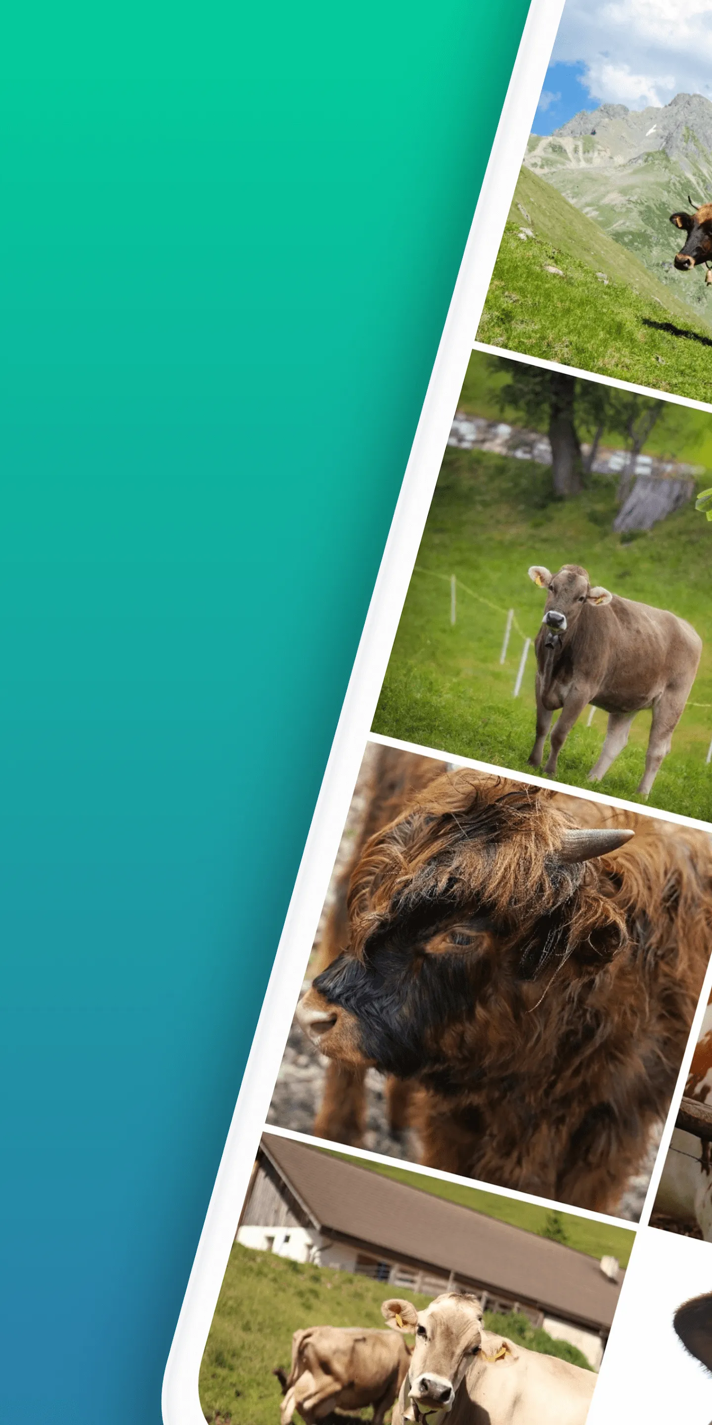 cow wallpaper | Indus Appstore | Screenshot