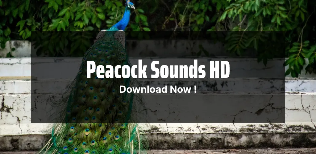 Peacock Sounds App | Indus Appstore | Screenshot