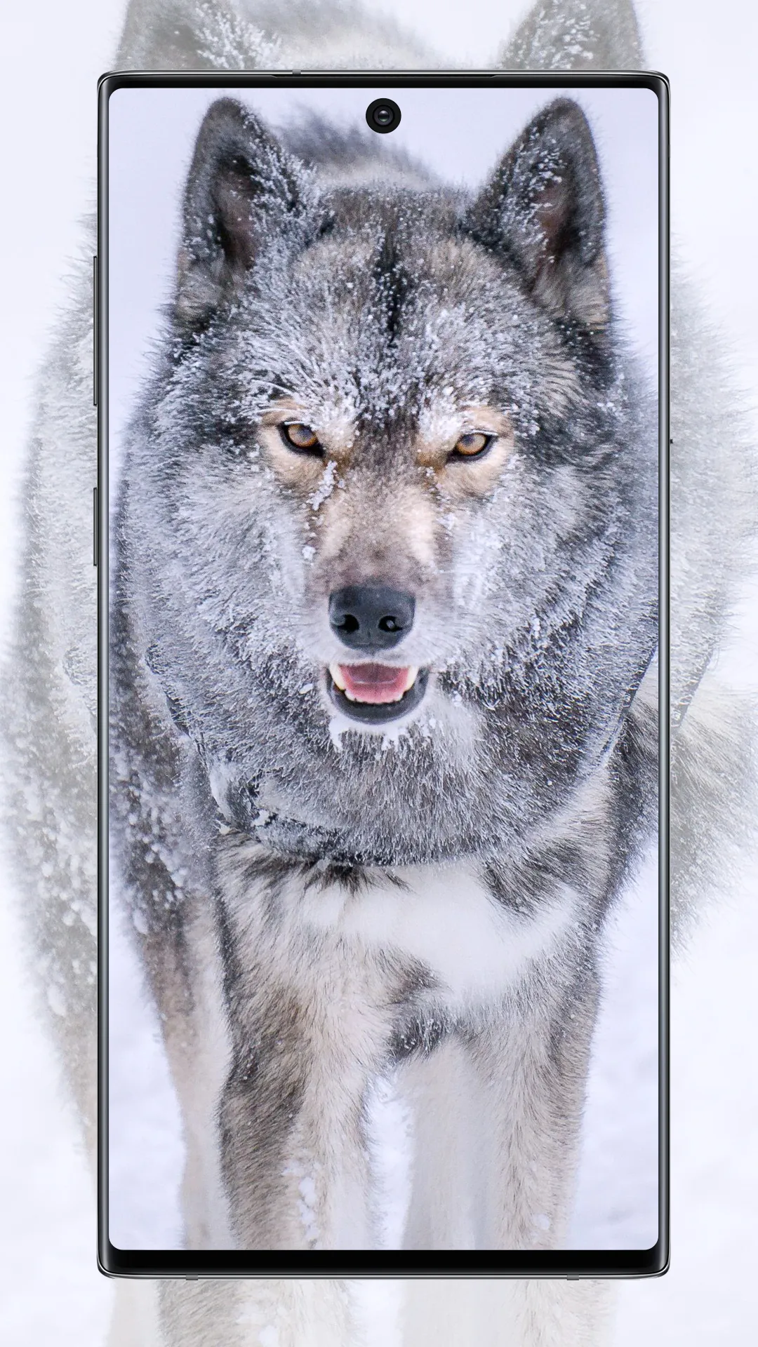 Wolf Wallpaper | Indus Appstore | Screenshot