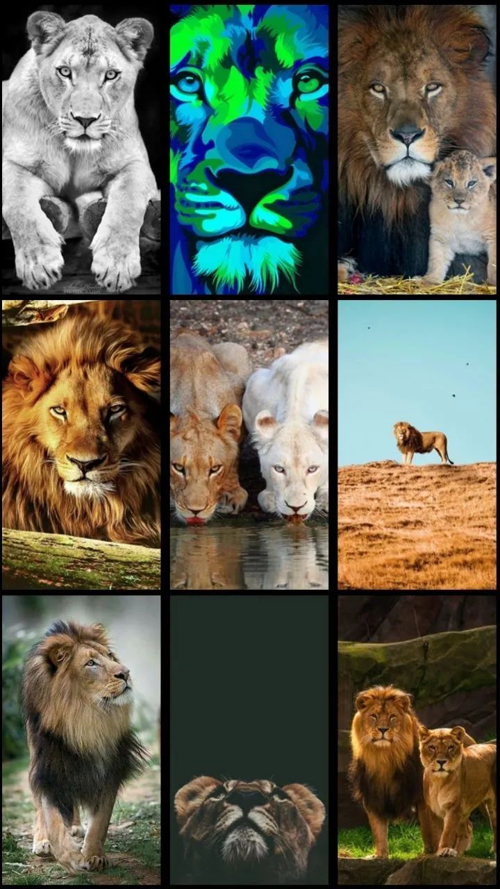 Lion Wallpaper | Indus Appstore | Screenshot