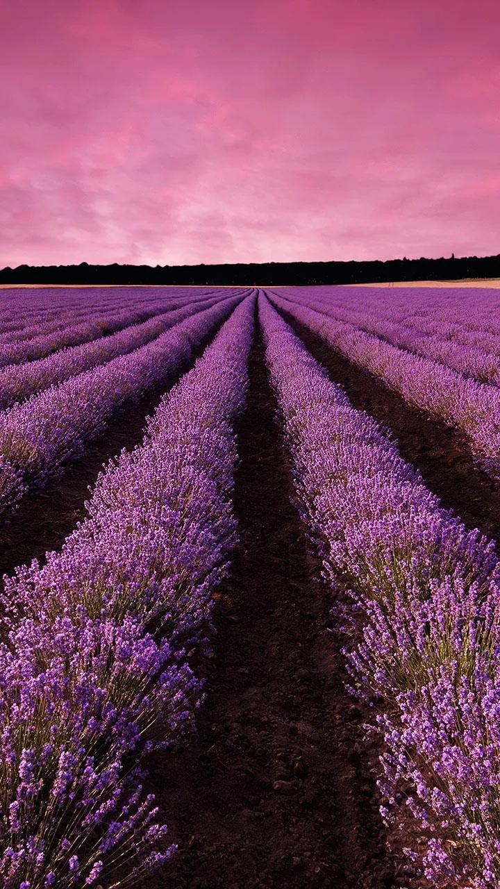 Lavender Live Wallpaper | Indus Appstore | Screenshot