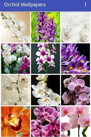 Orchid Wallpapers | Indus Appstore | Screenshot