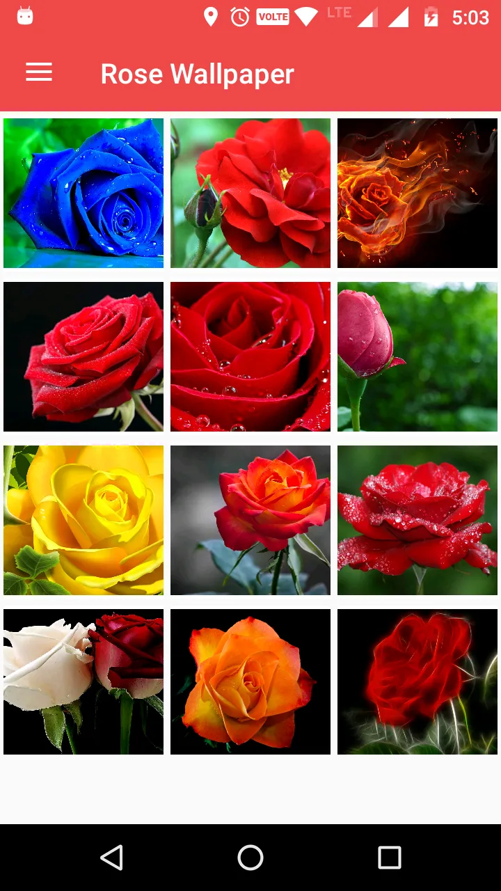 Rose Wallpaper HD | Indus Appstore | Screenshot