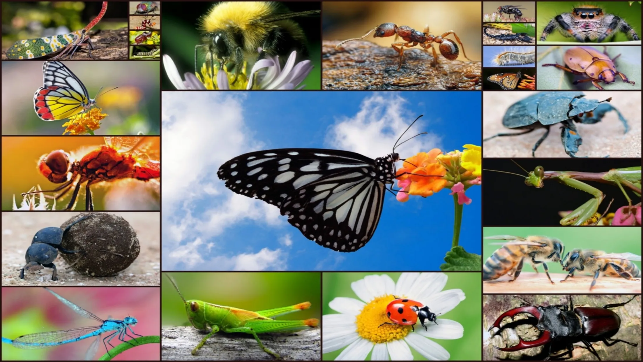 Insect Jigsaw Puzzle Game Kids | Indus Appstore | Screenshot