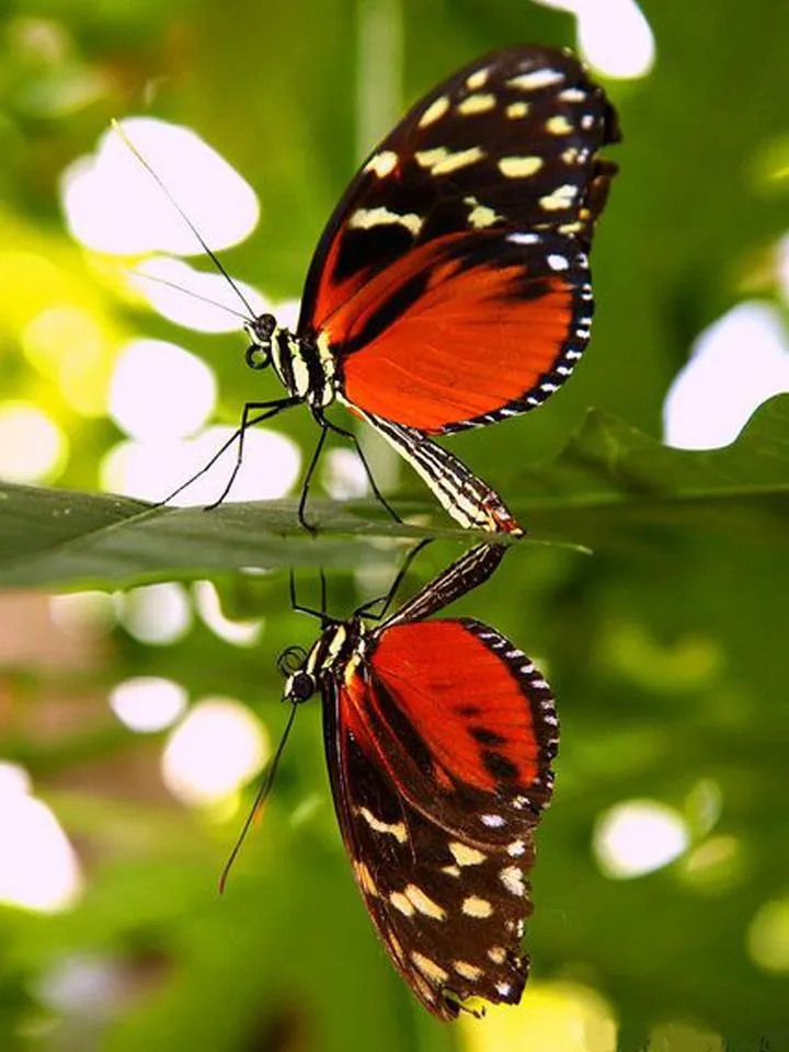 Butterfly Jigsaw Puzzles | Indus Appstore | Screenshot