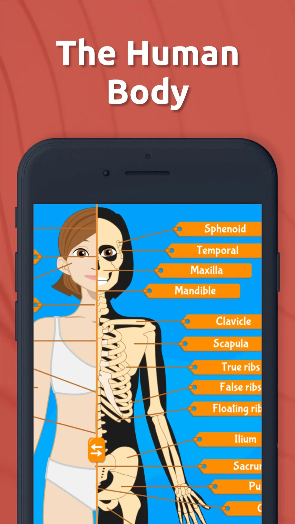 Human Anatomy - Body parts | Indus Appstore | Screenshot